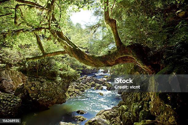 Foto de Floresta Profunda e mais fotos de stock de Arbusto - Arbusto, Beleza natural - Natureza, Bosque - Floresta