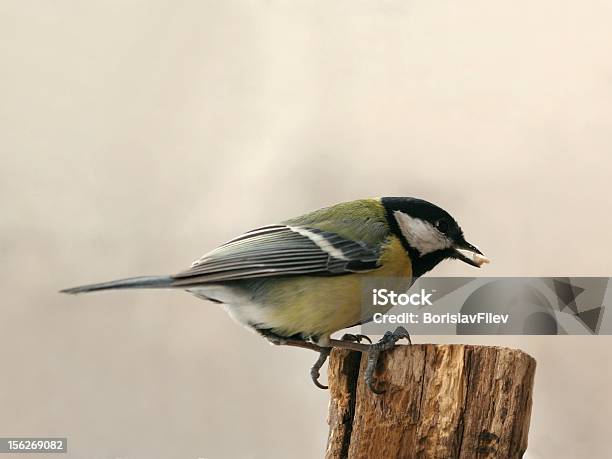 Chapimreal - Fotografias de stock e mais imagens de Amarelo - Amarelo, Animal selvagem, Azul