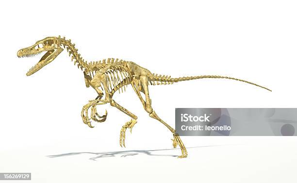 Velociraptor Dinosaurier Vollständige Skelett Stockfoto und mehr Bilder von Velociraptor - Velociraptor, Tierisches Skelett, Dinosaurier