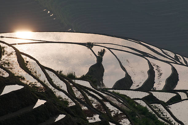 Flooded Jinkeng rice terraces at sunrise stock photo