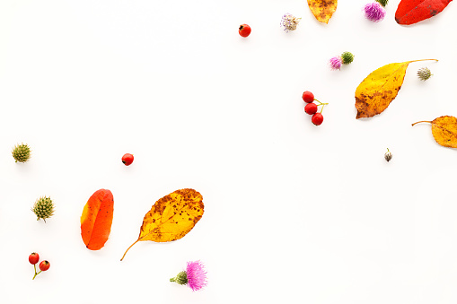 Banner autumn background with white blank space.