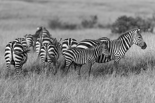 Mother and her Foal Plains Zebra in Wildlife at Great Migration