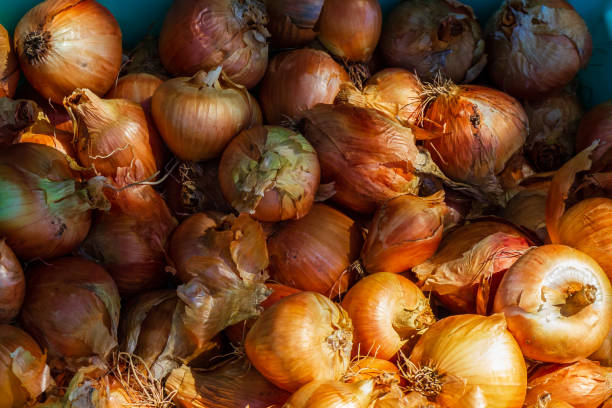 An abundance of Fresh Onions