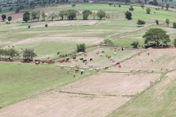 istock Cows eat grass in the fields in the fields. Aerial view from above, picture from above Grassland and green grass Bird's-eye view Concept of farming and agriculture. 1562717341