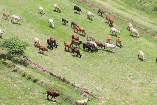 istock Cows eat grass in the fields in the fields. Aerial view from above, picture from above Grassland and green grass Bird's-eye view Concept of farming and agriculture. 1562717861