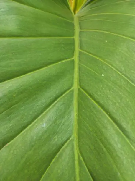 Taro leaves with their internodes that form a natural pattern