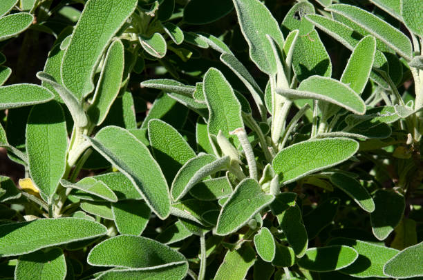 green leaves of a phlomis chrysophylla in sunshine - lime imagens e fotografias de stock