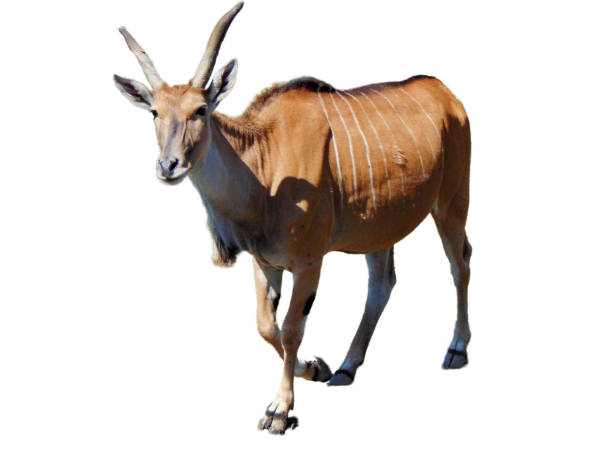 istock Eland antelope isolated on white. Taurotragus oryx 1562726507