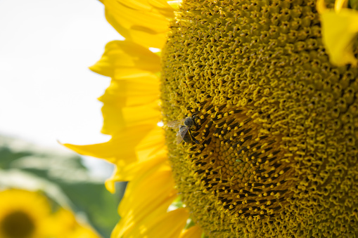 Bee collecting pollen on sunflower. Close-up yellow flower in field. Flowers nectar. Bees produce honey.