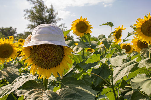 Blooming sunflower close-up in a white hat against the sky. Harvesting agriculture yellow flowers. Concept - individuality.