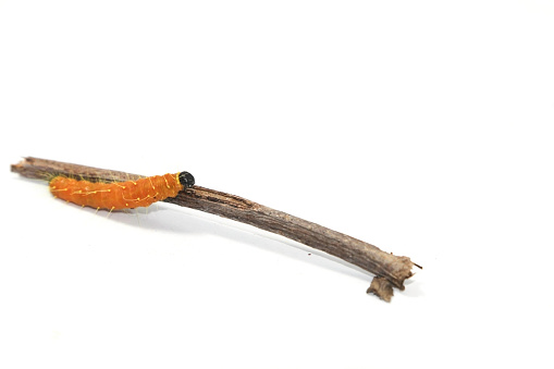 large yellow caterpillar is growing ready to be a beautiful butterfly on a white background, photographed at close range, showing the caterpillars in detail with an external flash for clarity.