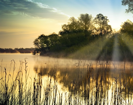 Beautiful morning river landscape with trees and reed