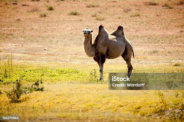 Cammello Della Battriana Nella Steppa - Fotografie stock e altre immagini di Ambientazione esterna - Ambientazione esterna, Animale, Animale selvatico