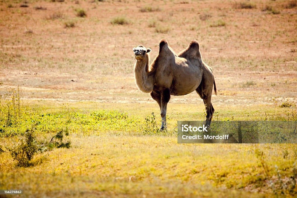 Camelo bactriano em Estepe - Royalty-free Animal Foto de stock