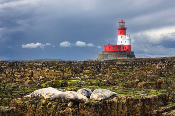 foche grigie a riposo nelle isole farne - northumberland england foto e immagini stock