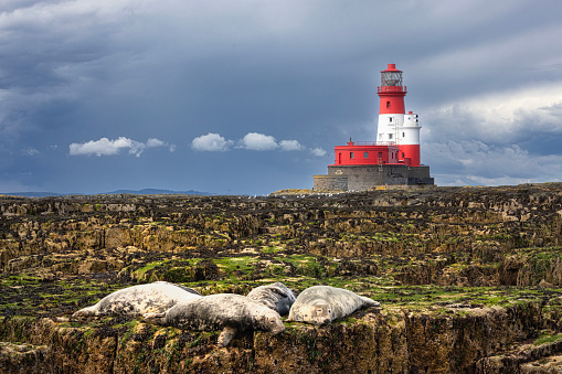 Caught the seals resting on the rocks during a boat trip around the Farne Islands, Northumberland, UK.