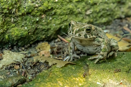 A green amphibian perched on a moss-covered rock in a forested environment