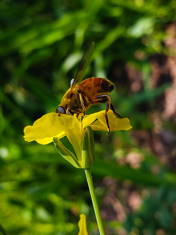 bee on flower. bee on yellow flower. honeybee on flower. mutualism between honeybee and flower.