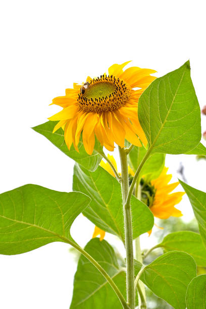 Sunflower in Burnham Park