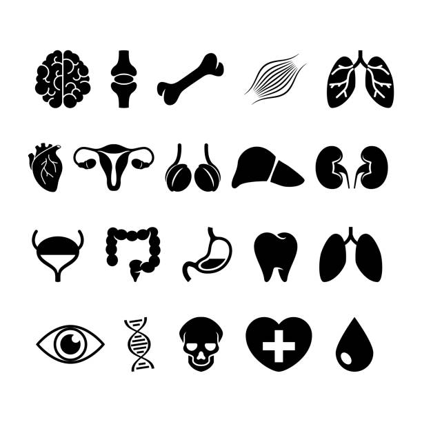 Human internal organ and medical symbol black icon set vector Medical and healthcare symbols isolated on a white background. Hospital medical equipment graphic design element blood and guts stock illustrations