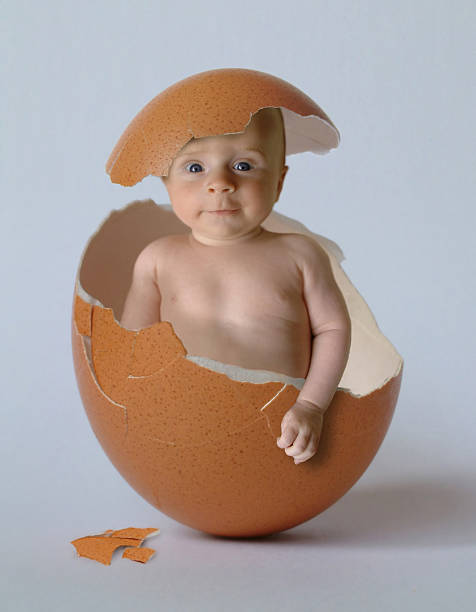 Human Baby Cracking Out of Egg  human egg photos stock pictures, royalty-free photos & images