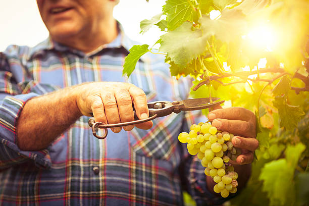 Grapes Harvesting stock photo