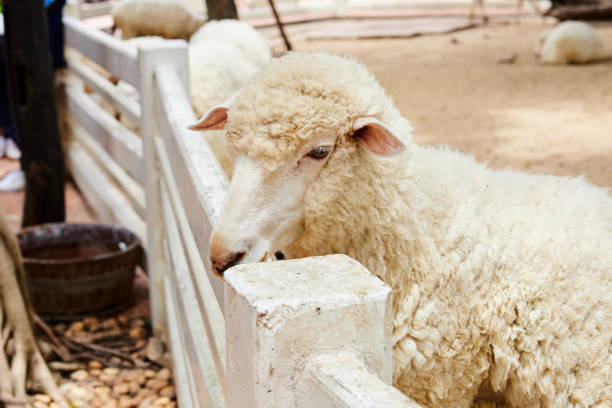 istock Close-up of a sheep in a farm 1562787285