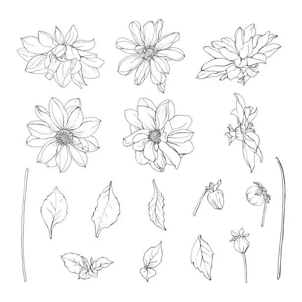 Vector illustration of Floral set of black outline flowers dahlias