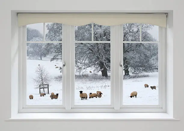 Photo of white windows and sheep in snow