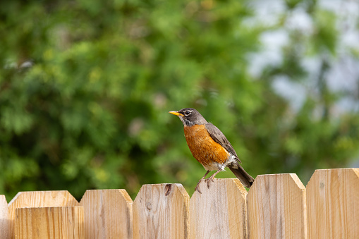 A robin resting on a wood fence.