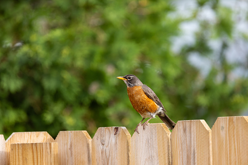 European robin (Erithacus rubecula), the national bird of the United Kingdom, perching on a tree stump in winter.