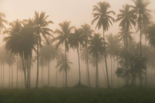 istock Scenic landscape featuring an array of palm trees shrouded in fog 1562801122