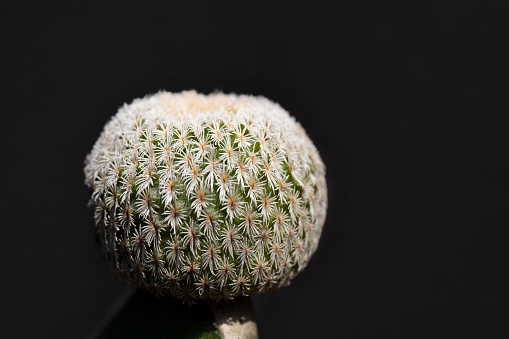 A closeup shot of Mammillaria sanchez-mejoradae isolated on a black background.