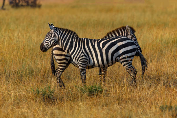 istock Plains Zebras standing guard against predators in wildlife. 1562820698