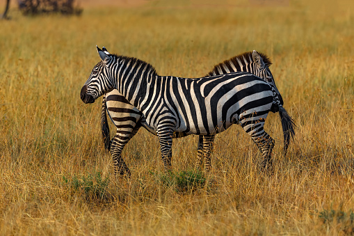 Plains Zebras standing guard against predators in wildlife.