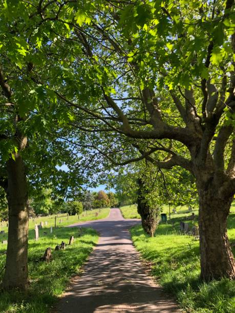 istock Exwick cemetery - trees and surrounding area 1562825478