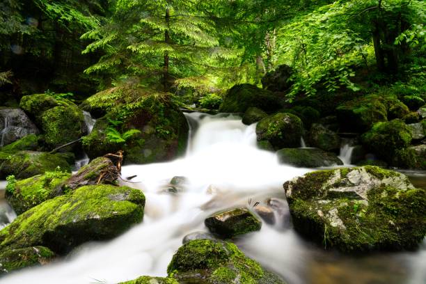 istock Stream running through coniferous forest in Black Forest South Germany. Flowing water over stones 1562825999