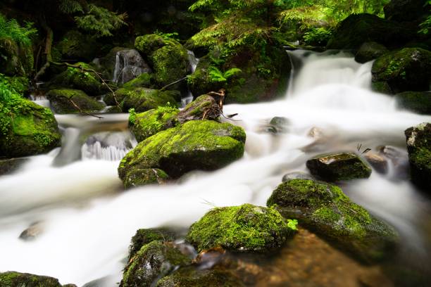 istock Stream running through coniferous forest in Black Forest South Germany. Flowing water over stones 1562826005