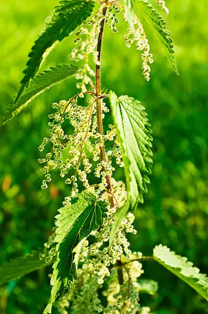 stinging-nettle with seeds