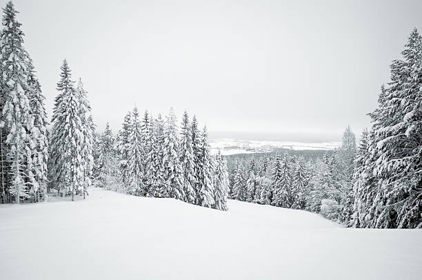 어둡습니다 겨울맞이 풍경, 인공눈 덮힘 나무 - winter landscape sweden snow 뉴스 사진 이미지