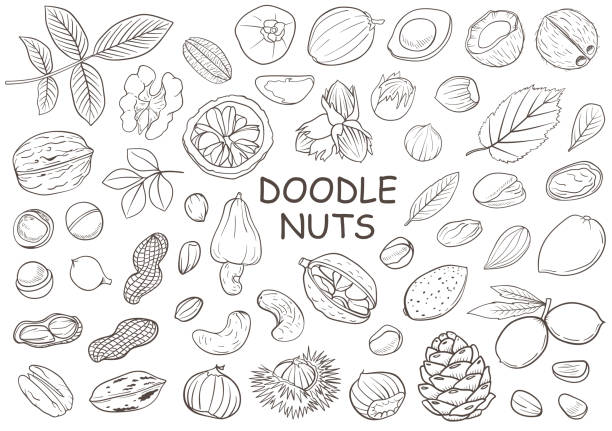 set handgezeichneter doodle nüsse - pine nut nut seed vegan food stock-grafiken, -clipart, -cartoons und -symbole