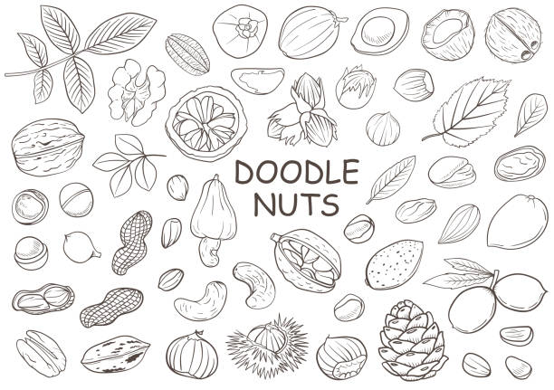 zestaw ręcznie rysowanych nakrętek doodle - pine nut stock illustrations