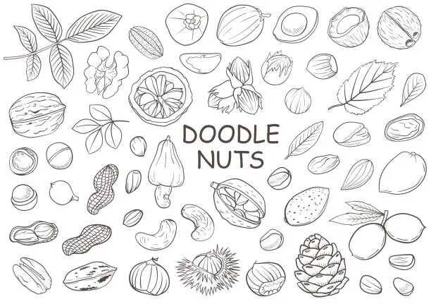 Vector illustration of Set of hand drawn doodle nuts