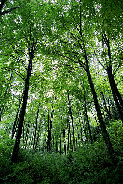 istock Magical forest in the Alps 156283017