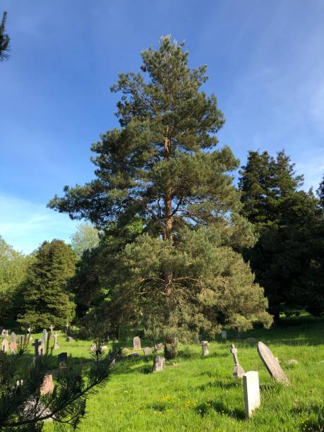 istock Exwick cemetery - trees and surrounding area 1562830245