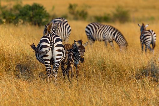 Mother and her Foal Plains Zebra in Wildlife at Great Migration