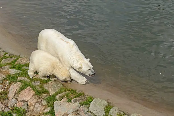 Photo of Bear with cub