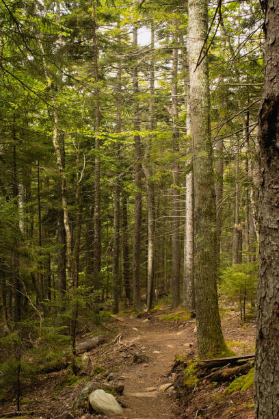 istock Acadia National Park Hiking Trail 1562835056