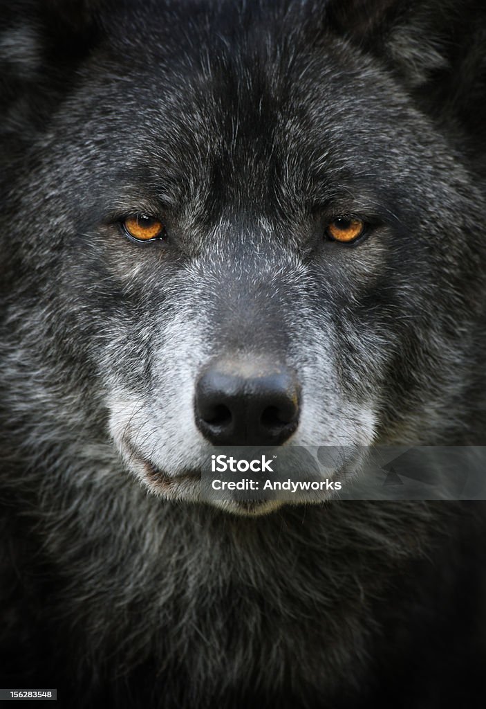 Schwarzer Wolf Portrait - Lizenzfrei Wolf Stock-Foto
