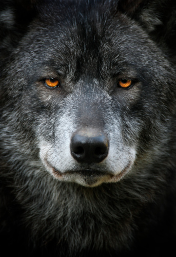 Portrait of a beautiful black wolf.